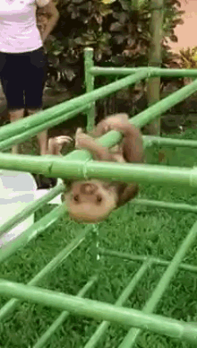 Baby Sloth'S First Steps Are A Little Shaky GIF