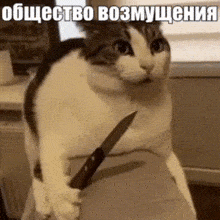 a cat is sitting on a couch holding a knife .