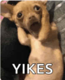 a chihuahua dog is laying on its back with its mouth open and the words yikes written on the bottom .
