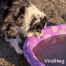 A Dog Drinks Water Viralhog GIF - A Dog Drinks Water Viralhog Let Me Have A Sip GIFs
