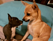 Pepper And Gypsy GIF - Pepper And Gypsy GIFs