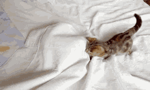 clean sheets cat kitty kitten play