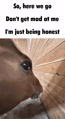 a picture of a cat looking through a hole in a wooden wall with the caption so here we go