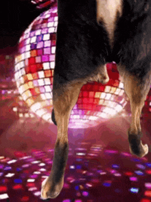 a dog standing in front of a disco ball on a dance floor