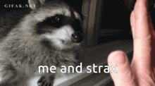 Strax Raccoon GIF - Strax Raccoon Me And Strax GIFs