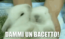 Bacetto Bacio Bacino Bacini Bacetti Teneri Coniglietto Coniglio Coniglietti Conigli Amore Ti Amo GIF - Smooch Gimme A Kiss Kissing GIFs