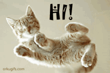 Kitty Cute GIF - Kitty Cute Cat GIFs