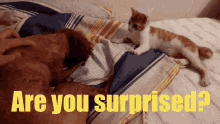 Are You Surprised Perfect GIF - Are You Surprised Perfect Cats GIFs
