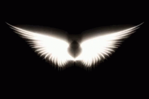 Angel Wings GIFs | Tenor