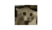 a close up of a cat 's face with big eyes and a white background .