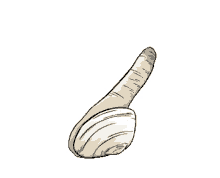 geoduck clam getting out hi hello