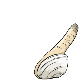 Geoduck Clam Sticker - Geoduck Clam Getting Out Stickers