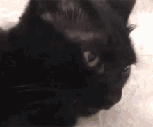 Gato Lengua GIF - Gato Lengua Sacar GIFs