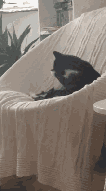 Cat Funny GIF - Cat Funny Licking GIFs