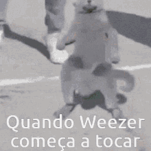 Weezer Cat Dance GIF - Weezer Cat Dance GIFs