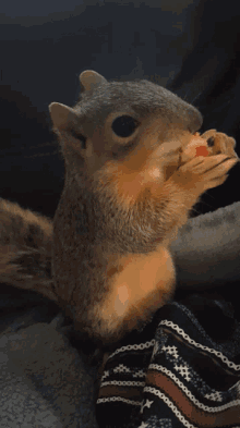 Nibble Squirrel GIF - Nibble Squirrel Yum GIFs
