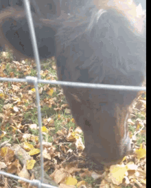 Cow Hungry GIF - Cow Hungry Eat GIFs