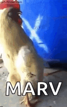Marv Rooster GIF - Marv Rooster Chicken GIFs