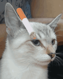 Cat Smokin GIF - Cat Smokin يوسف GIFs