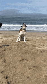 GIF