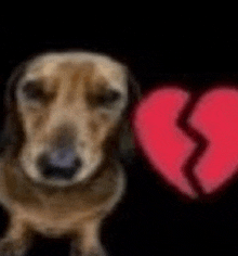 a dog is standing next to a broken heart .