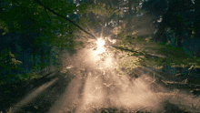 Mist Forest GIF - Mist Forest GIFs