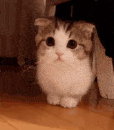 a cat is standing on its hind legs on a wooden floor .