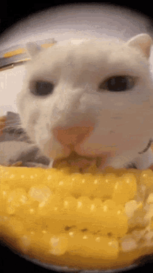 Cat Cat Eating Corn GIF - Cat Cat Eating Corn Cat Eating GIFs