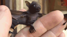 Yawning Worlds Weirdest GIF - Yawning Worlds Weirdest Bat Appreciation Day GIFs