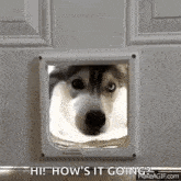 Husky Huskies GIF - Husky Huskies Dog GIFs