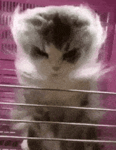 The Storm Cat GIF - The Storm Storm Cat GIFs
