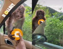Monkey Meme GIF - Monkey Meme Rollbit GIFs