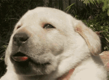 Cute GIF - Dog Cute Yawn GIFs