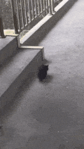 Cat Small GIF