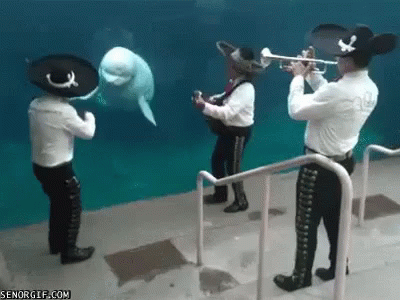 bailando