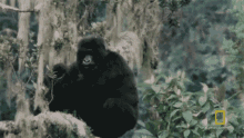 Looking Gaining The Trust Of The Gorillas GIF - Looking Gaining The Trust Of The Gorillas World Gorilla Day GIFs