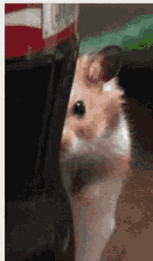 Hamster Ayasan GIF - Hamster Ayasan GIFs