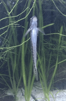 a fish is swimming in a tank surrounded by green plants