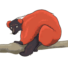 lemur red ruffed lemur