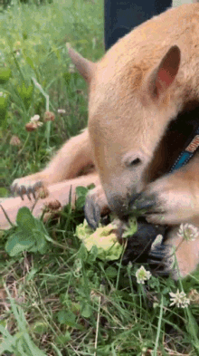 a dog eating a piece of lettuce with its paws