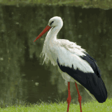 Japan Stork GIF - Japan Stork Kto GIFs