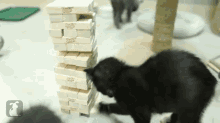 Dirty Move! GIF - Cat Kitten Jenga GIFs
