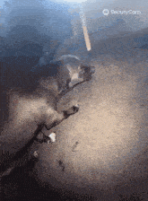 a dog is laying on the ground in front of a beauty cam