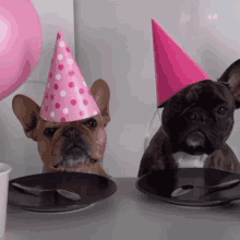 Happy Birthday GIF - Happy Birthday Pet GIFs
