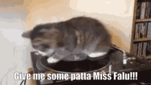 Patta Falu Patta GIF - Patta Falu Patta Miss Falu Patta GIFs