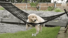 Relax Chill GIF - Relax Chill Dog GIFs