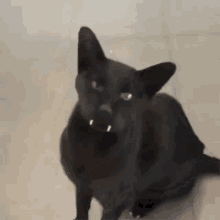 Mingus Cat GIF - Mingus Cat Vampire GIFs