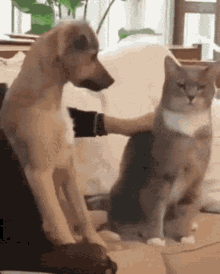 Dog Cat GIF - Dog Cat Love GIFs