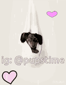 a dachshund sticking its head out of a hole with the words ig @ pupstime below it