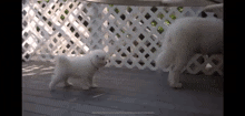 Samoyed Cute GIF - Samoyed Cute Jump GIFs